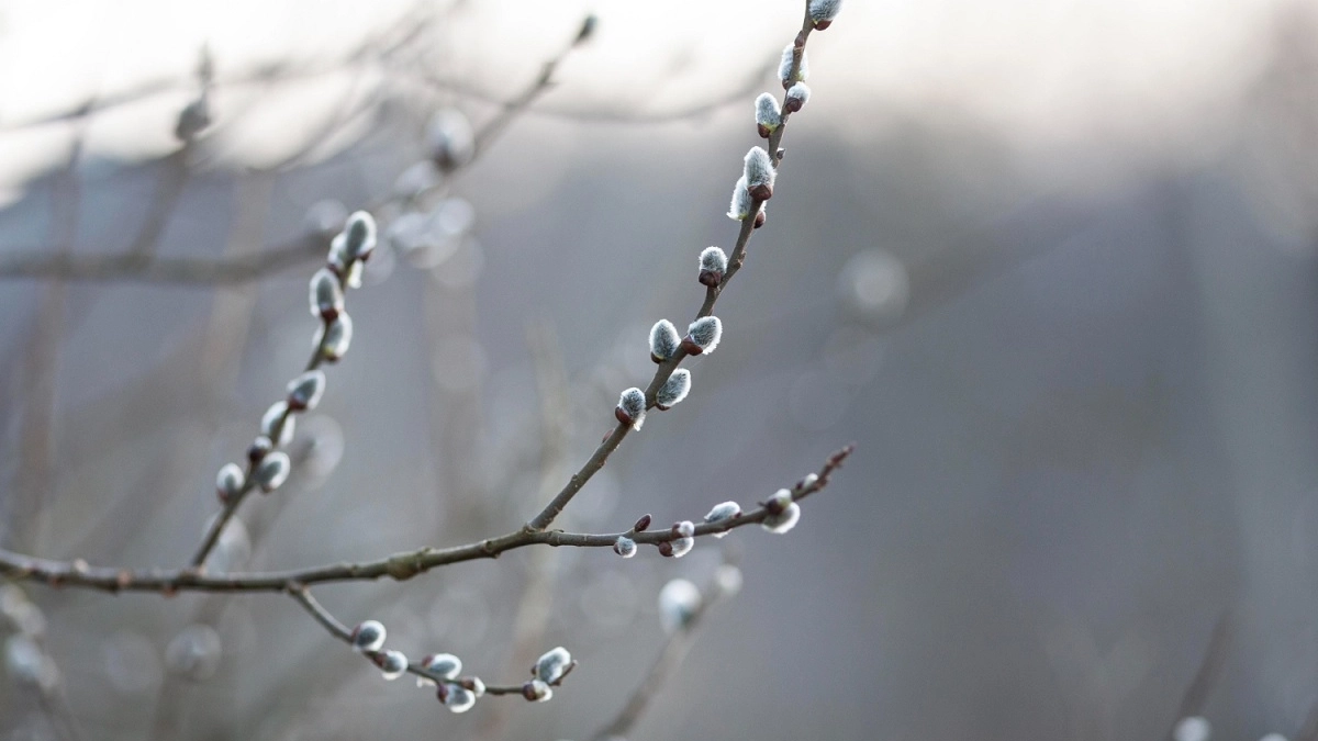 Никогда не ставьте вербу из леса сразу в воду — сначала сделайте это: что важно знать 
