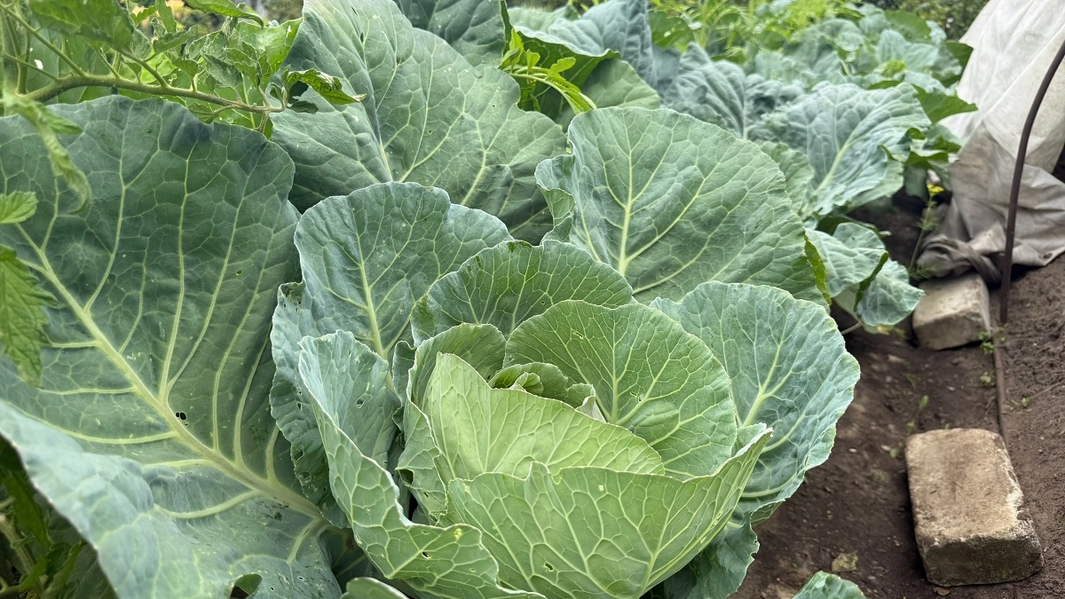 Как защитить капусту от грибка при посадке: проверенный поколениями способ и 3 самые важные подкормки для крепких кочанов
