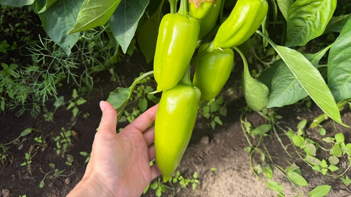 1 стакан на ведро воды - и перцы идут в активный рост, урожай будете собирать мешками: простой рецепт для дачников