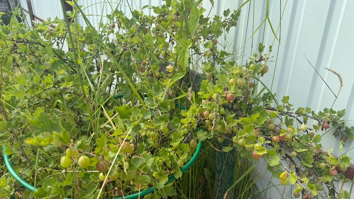 Как защитить крыжовник без химии: два средства от вредителей и болезней