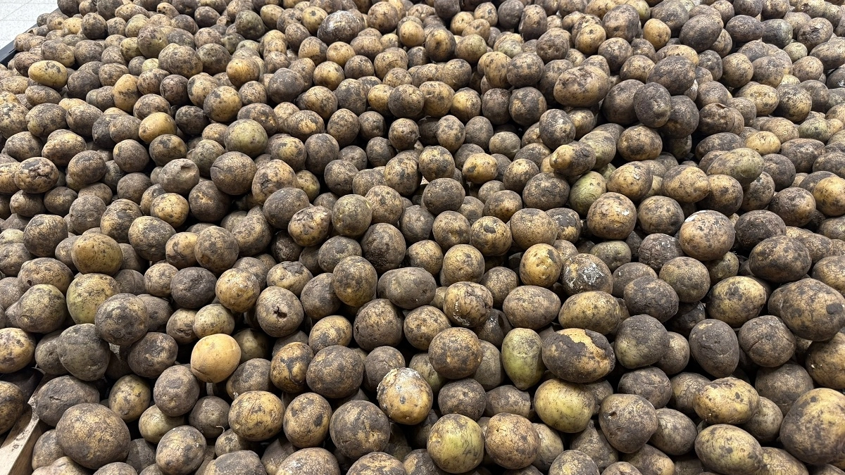 Что не любит картофель после всходов: 3 привычных дела, из-за которых клубни мелкие, а крахмала мало