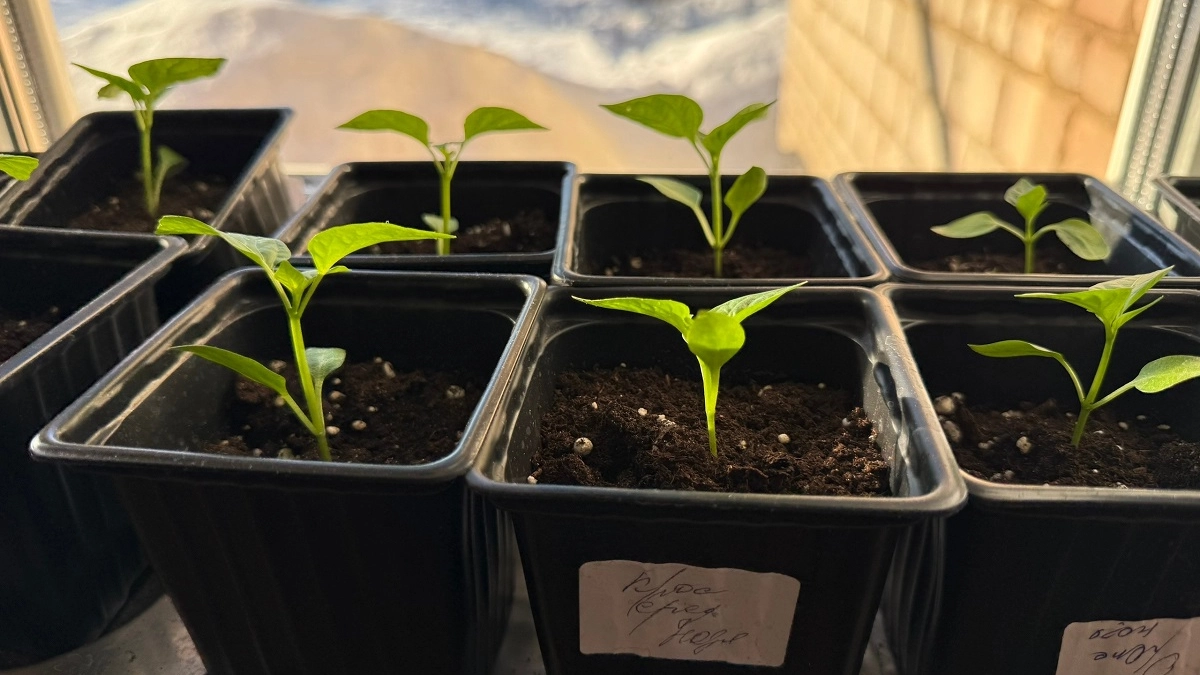 Перец не вытягивается? Есть способ, как вырастить крепкую и приземистую рассаду прямо на подоконнике