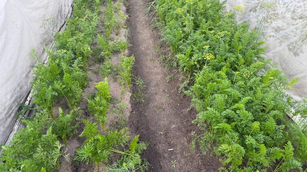 Как избавиться от медведки на участке: 5 способов, которые спасут грядки за несколько дней