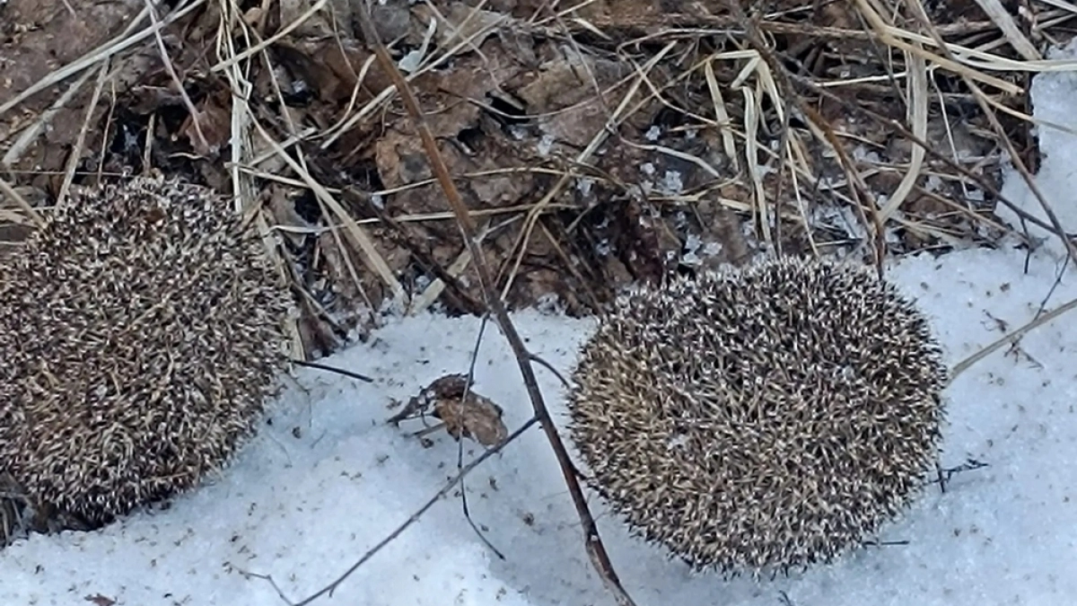 Животные и птицы владимирских лесов устремились к весеннему солнцу