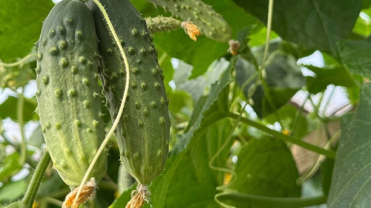 Когда сажать огурцы на рассаду в апреле 2026: ориентиры для теплицы и тёплых грядок - на заметку дачникам