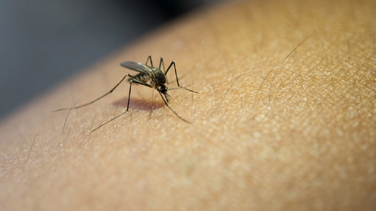 Комариный писк больше не разбудит вас ночью: протрите окна копеечной жидкостью — и кровопийцы улетят к соседям