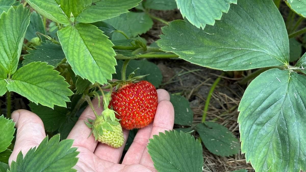 Подкармливаю этим раствором клубнику в апреле-мае: летом собираю урожай ведрами - помогает копеечное средство из аптеки