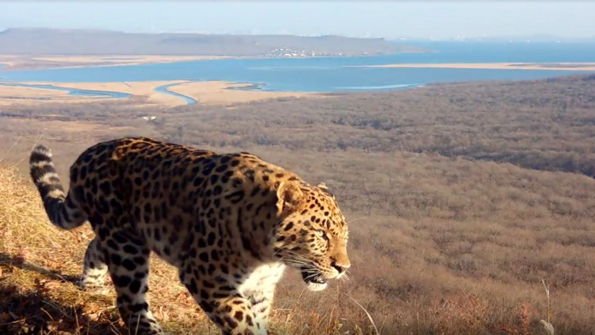 Россияне выбирают имя для третьего котёнка дальневосточного леопарда