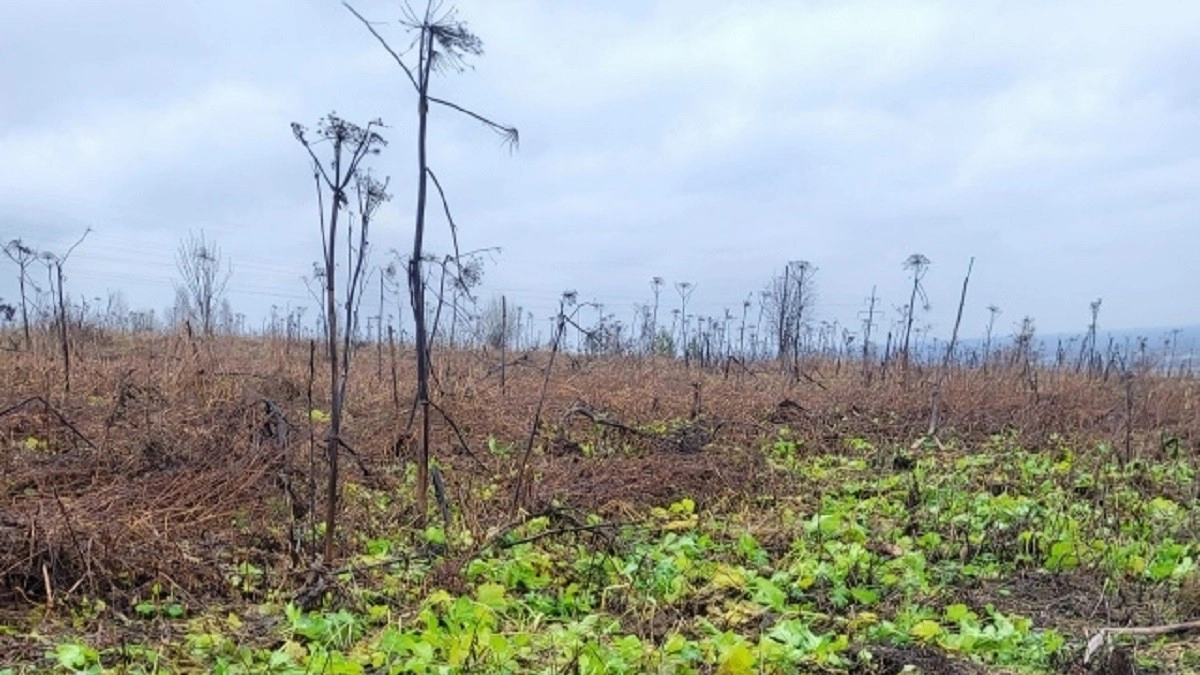 В Гороховецком районе компания заработала почти миллион рублей на несуществующем борщевике