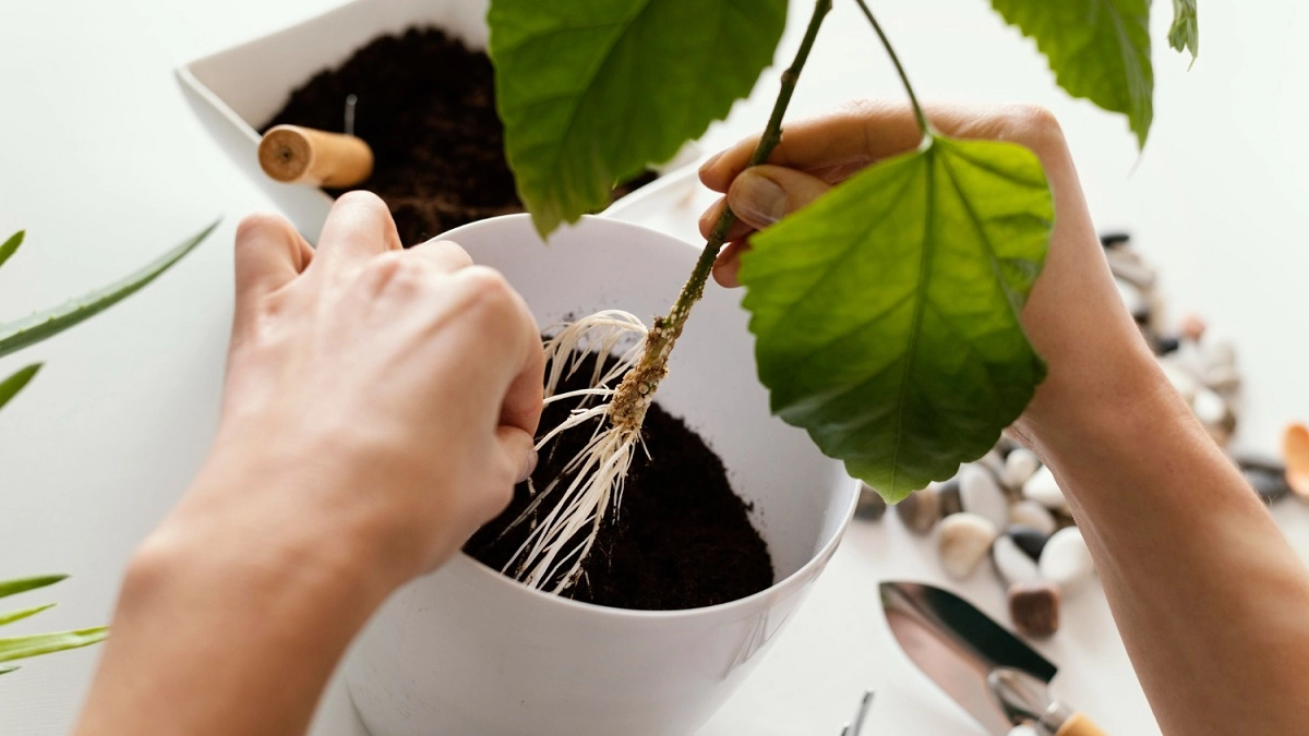 Воткнули черенок в пенопласт – и укоренится даже сухой сучок: корни попрут щеткой, что любой цветовод позавидует, и никакой гнили