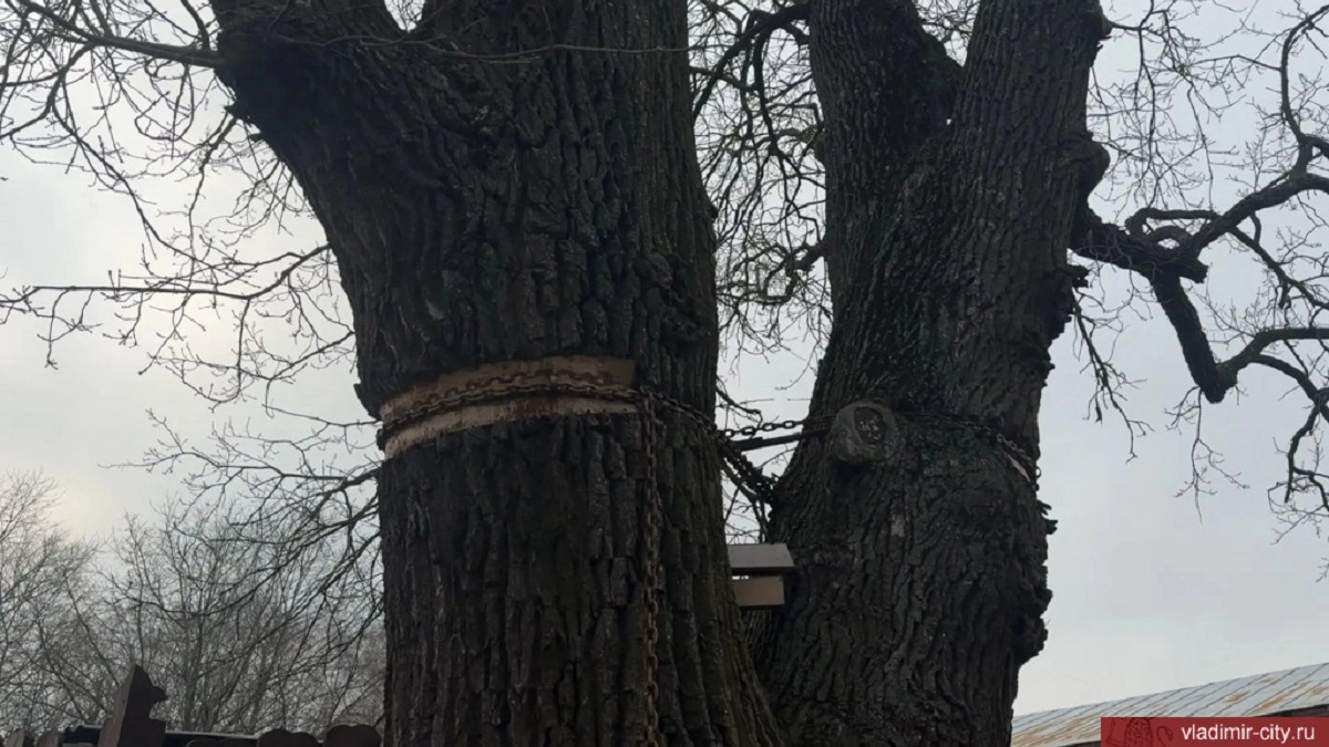 Во Владимире дуб черешчатый оградили из-за опасности для детей