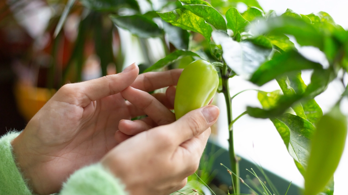 Что делать, если перец бледный и не растёт: за 2 недели превращаем хиленькую рассаду в крепкие ростки