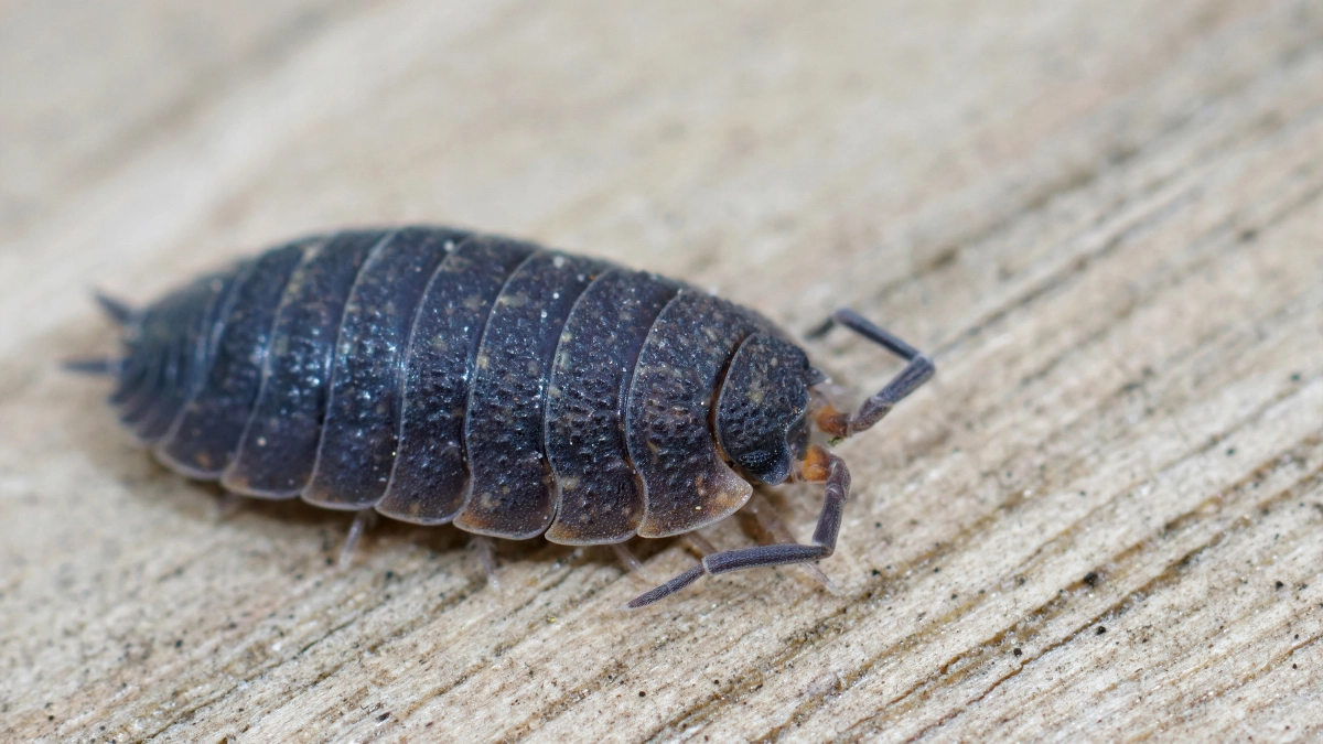 Чешуйницы в квартире: вот как легко вывести их за неделю – живут под плинтусами
