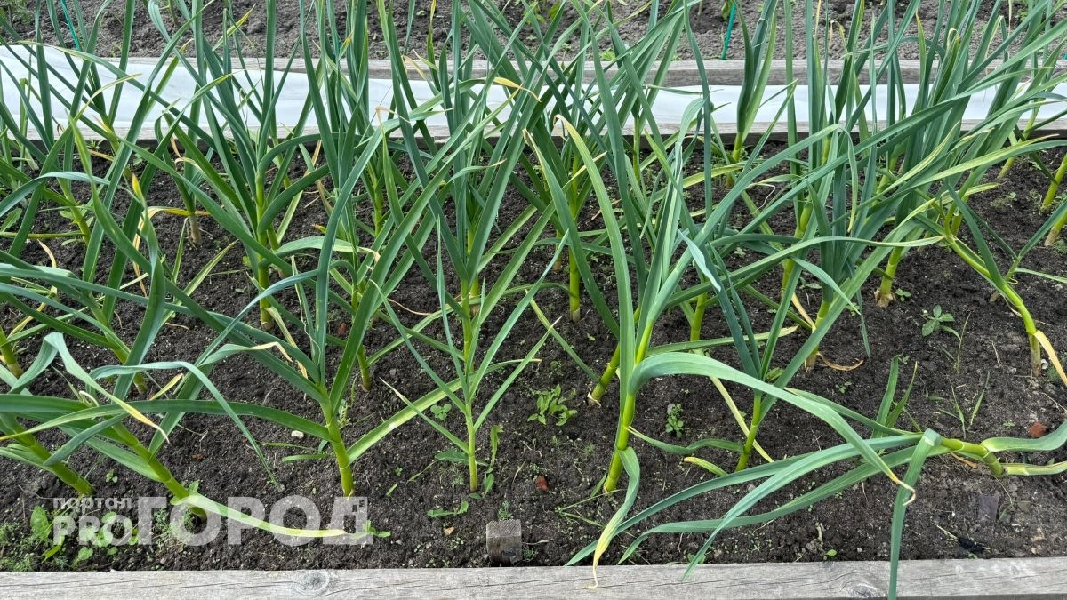 1 ст. л. в воду — чеснок растёт крупный и вкусный: зелень лезет как на дрожжах