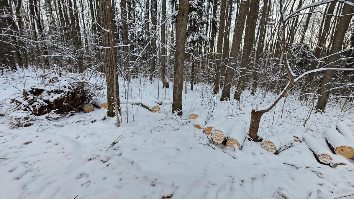 Во Владимире возбудили дело из-за вырубки деревьев в парке «Дружба»