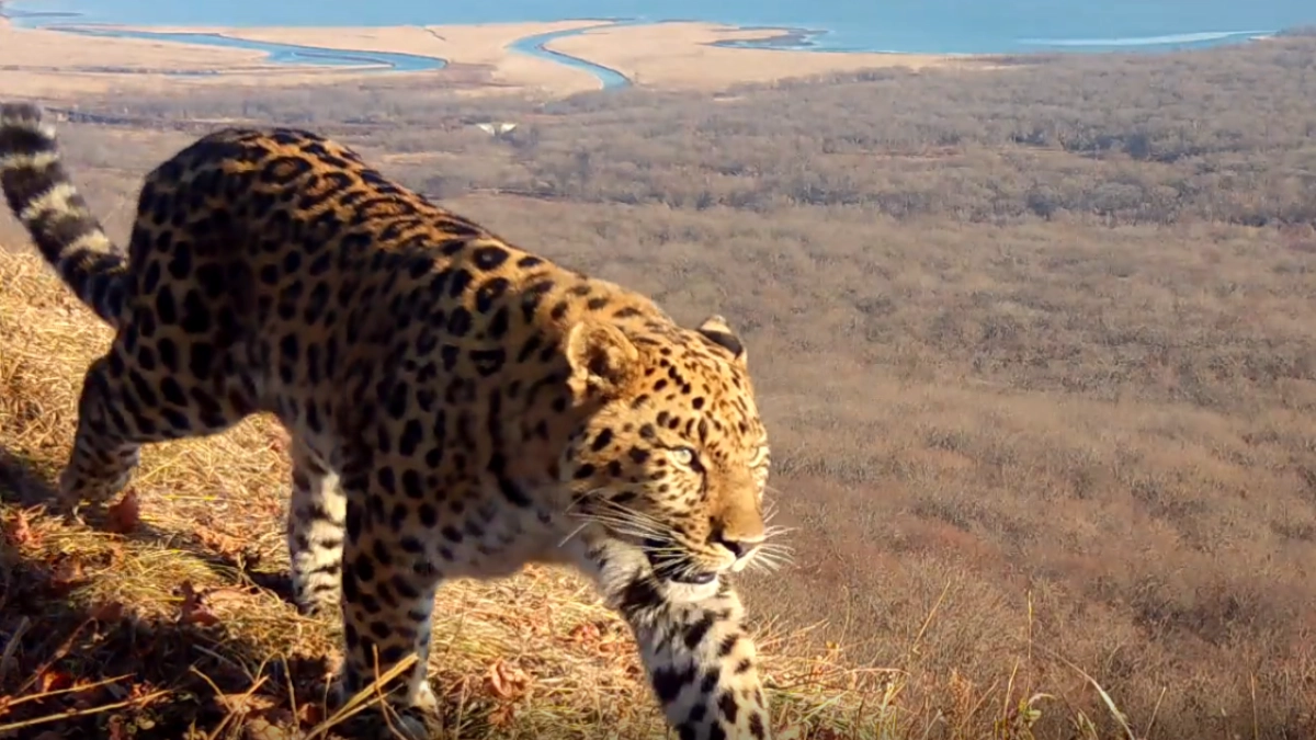 Третьего котёнка из семьи дальневосточных леопардов назвали Фьюжн