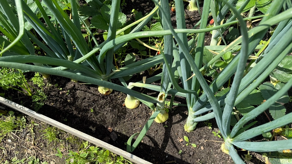 В апреле - первым делом: что дать озимому чесноку и луку, чтобы сразу пошли в рост и не болели