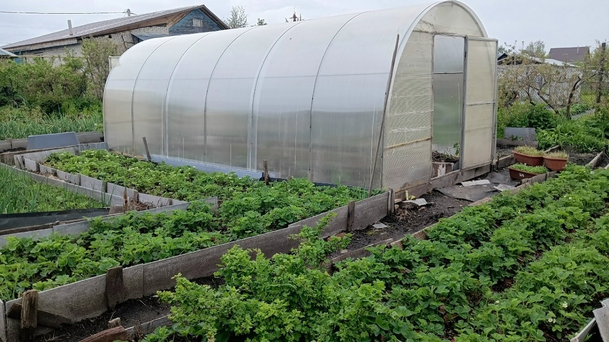 "Волосы дыбом!": дед-сосед выправил мою убитую теплицу за 2 дня: запомните 5 шагов, и она прослужит еще годы