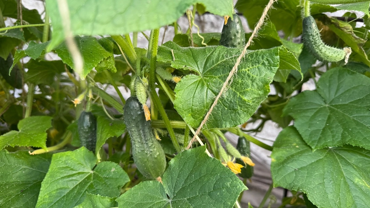 Огурцы будут плодоносить как бешеные: секрет в одной подкормке из холодильника — на заметку дачникам 