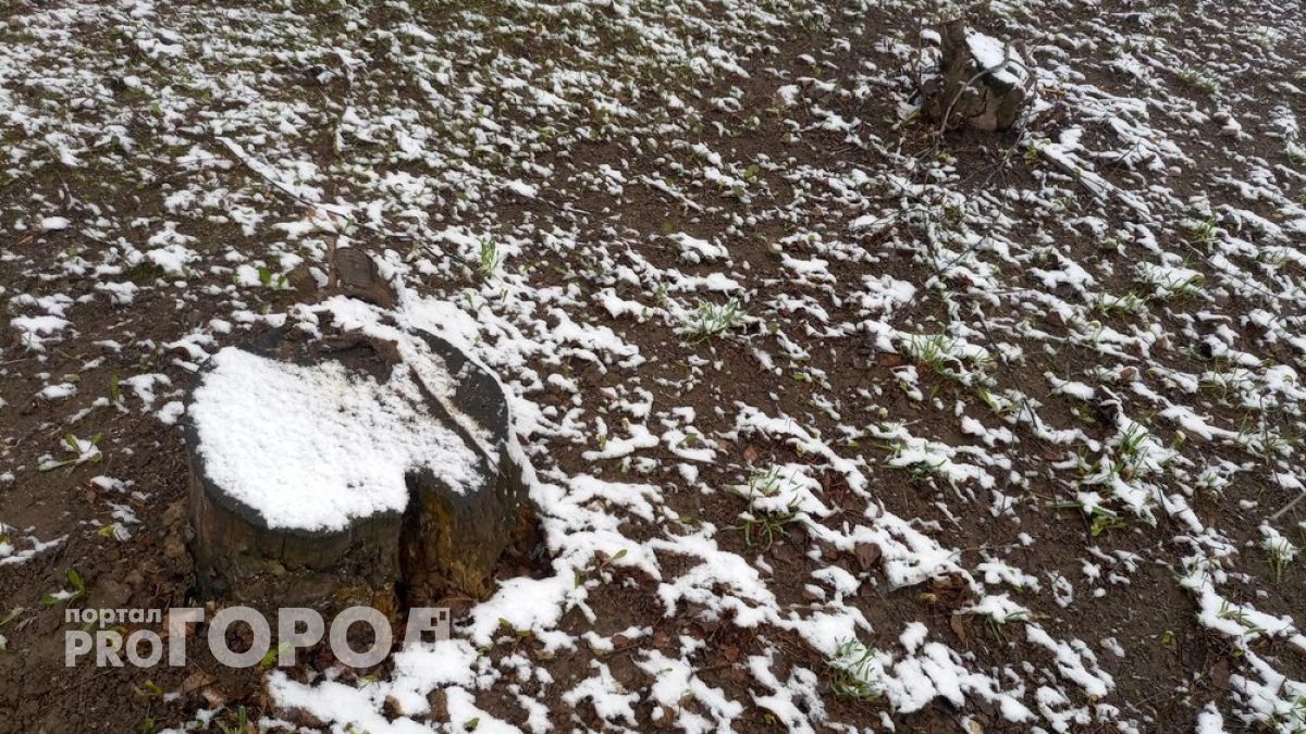 Прокуратура обратилась в суд по факту вырубки деревьев в Суздальском районе