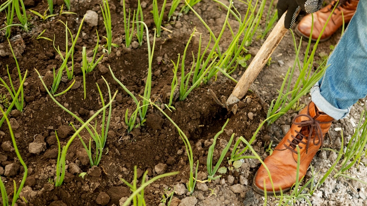 Лопата уже в прошлом: теперь огород к посадкам я готовлю только так – лайфхак для богатого урожая