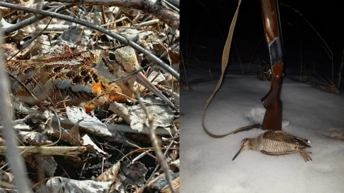 До 20 апреля во Владимирской области разрешена охота на вальдшнепа 