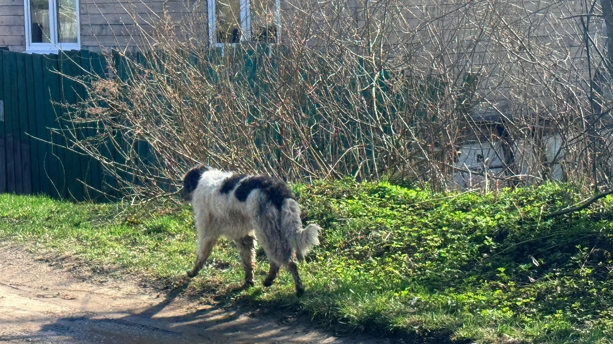 Гоните их как можно быстрее: почему появление собаки на участке — это тревожный сигнал для хозяев