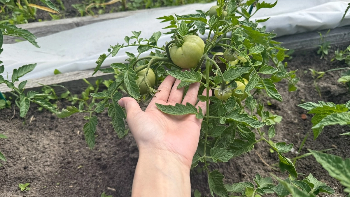 Когда сеять помидоры на рассаду в 2026: памятка по регионам - на заметку дачникам 