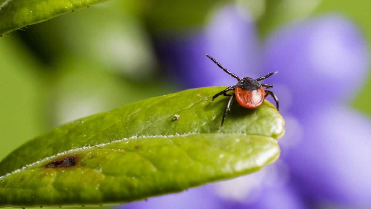 Клещи на дух не переносят эту вонь: вот что нужно нанести на одежду вместо покупной химии