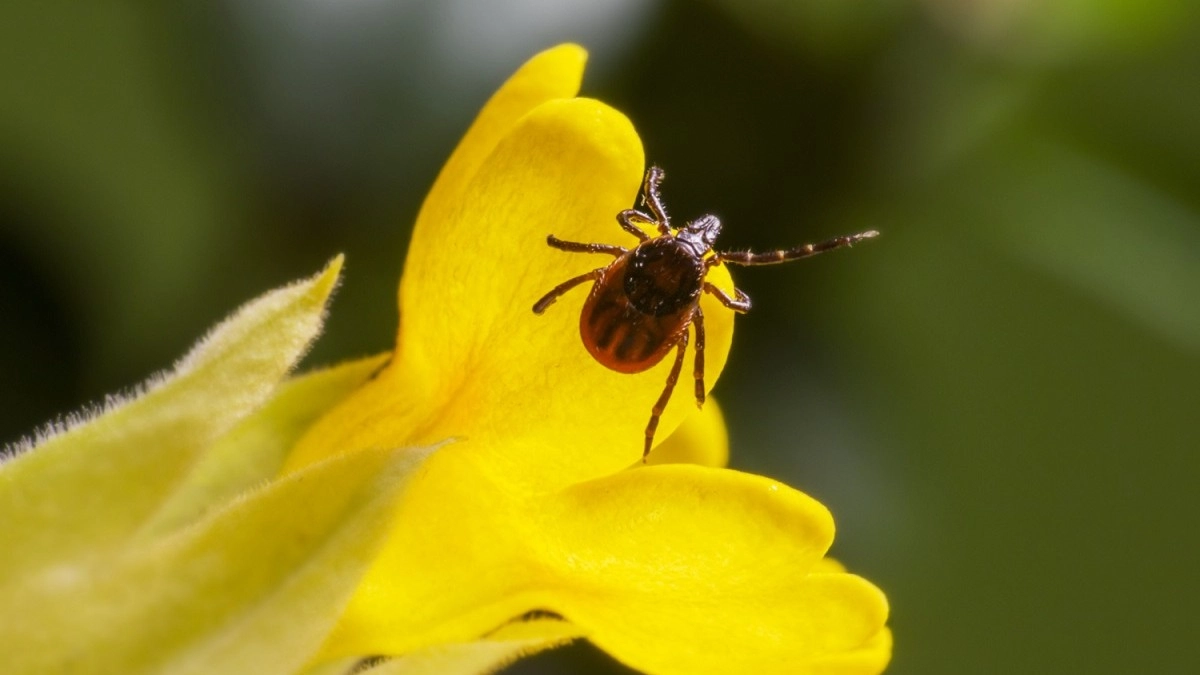 Во Владимирской области от укусов клещей пострадали пять человек
