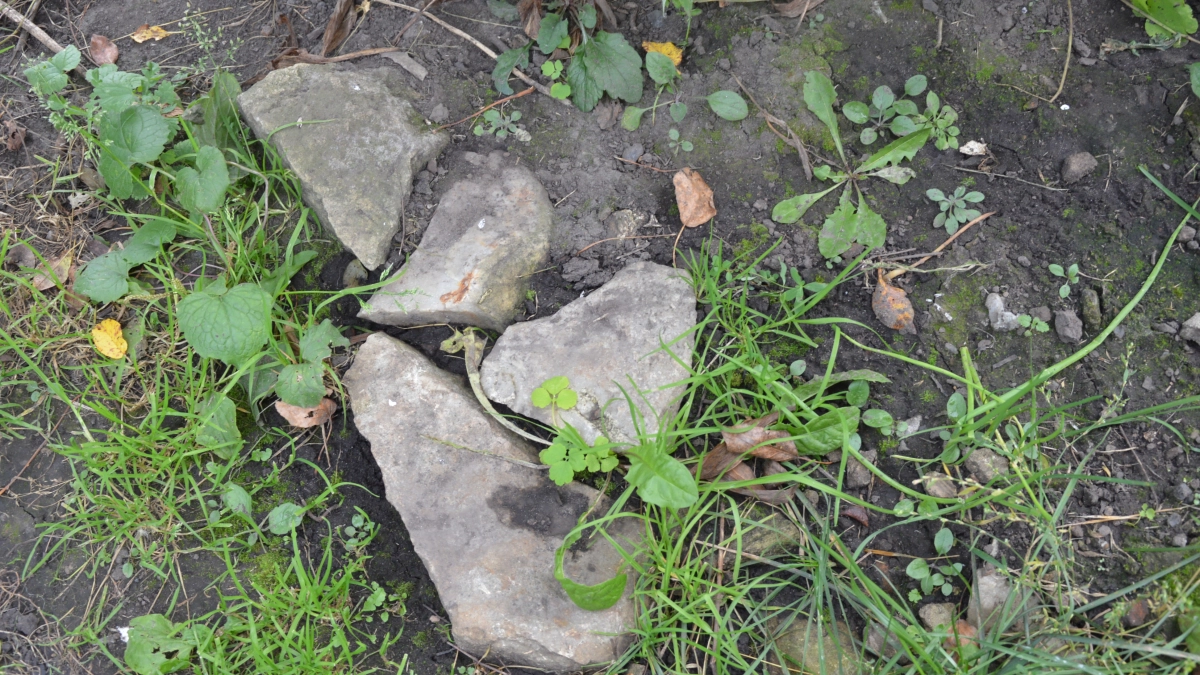 Тля и муравьи исчезнут за 2 обработки: как обычный сорняк защищает навсегда огород