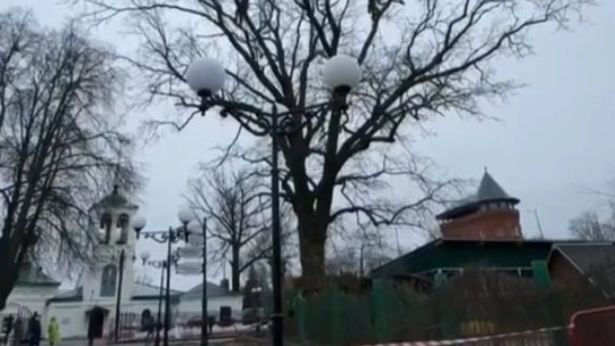 Во Владимире подрезали дуб-памятник на Спасской