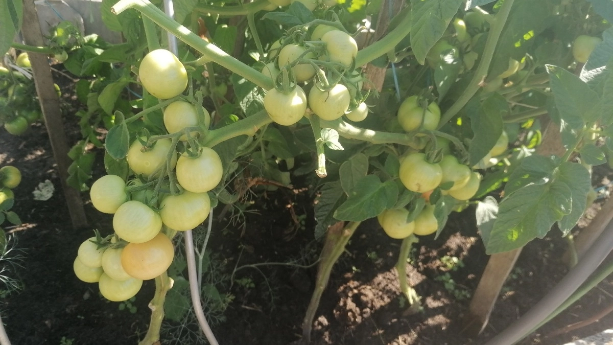 Когда высаживать томаты и перец: это ошибку совершает каждый третий дачник и убивает свою рассаду 