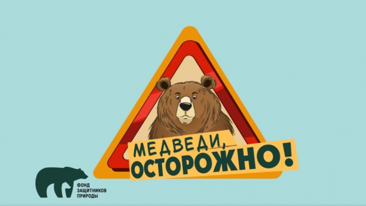 В России запускают проект «Земля медведя»
