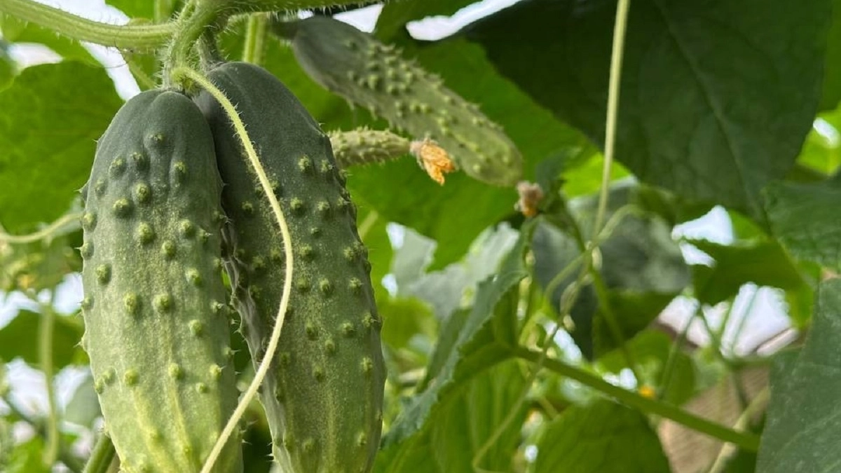 Весной 2026 года дачники поголовно сажают «Марьину рощу F1»: 12 кг с куста и никакой горечи