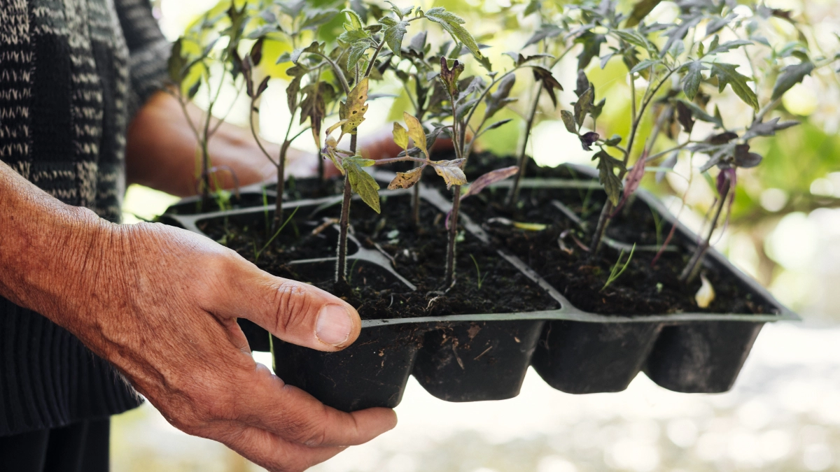 Рассада жаждет этого после пикировки: 5 капель на 1 литр – и корни станут мощными, а стебли – плотными