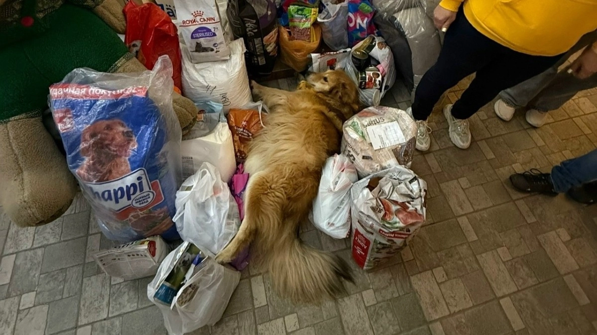 Во Владимире открыли пространство «Дорога добра» для помощи бездомным животным