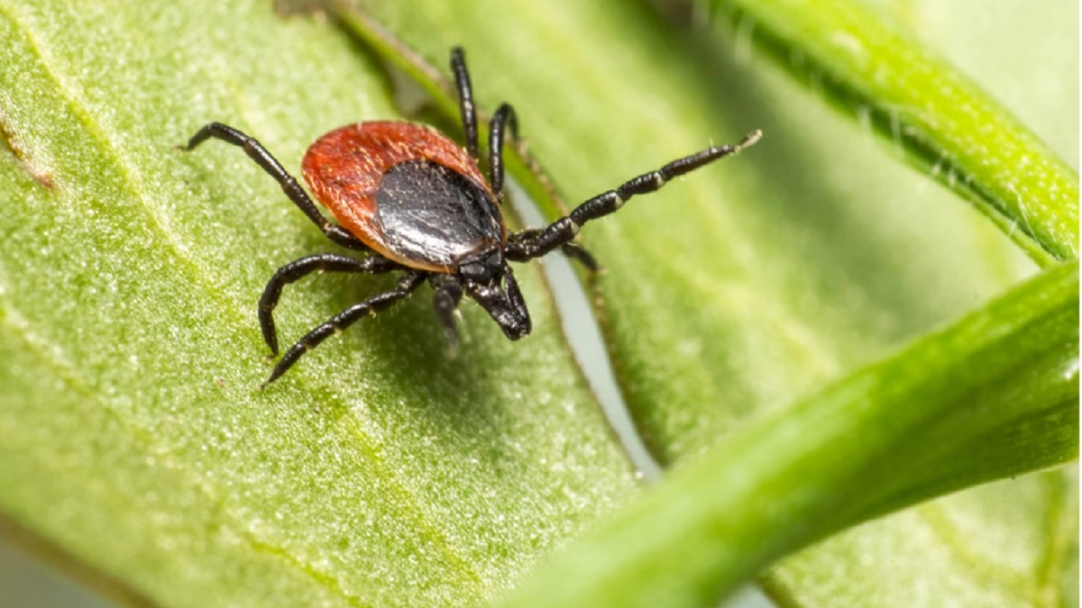Клещи обходят мой участок стороной: вот что я посадила вдоль забора в этом году