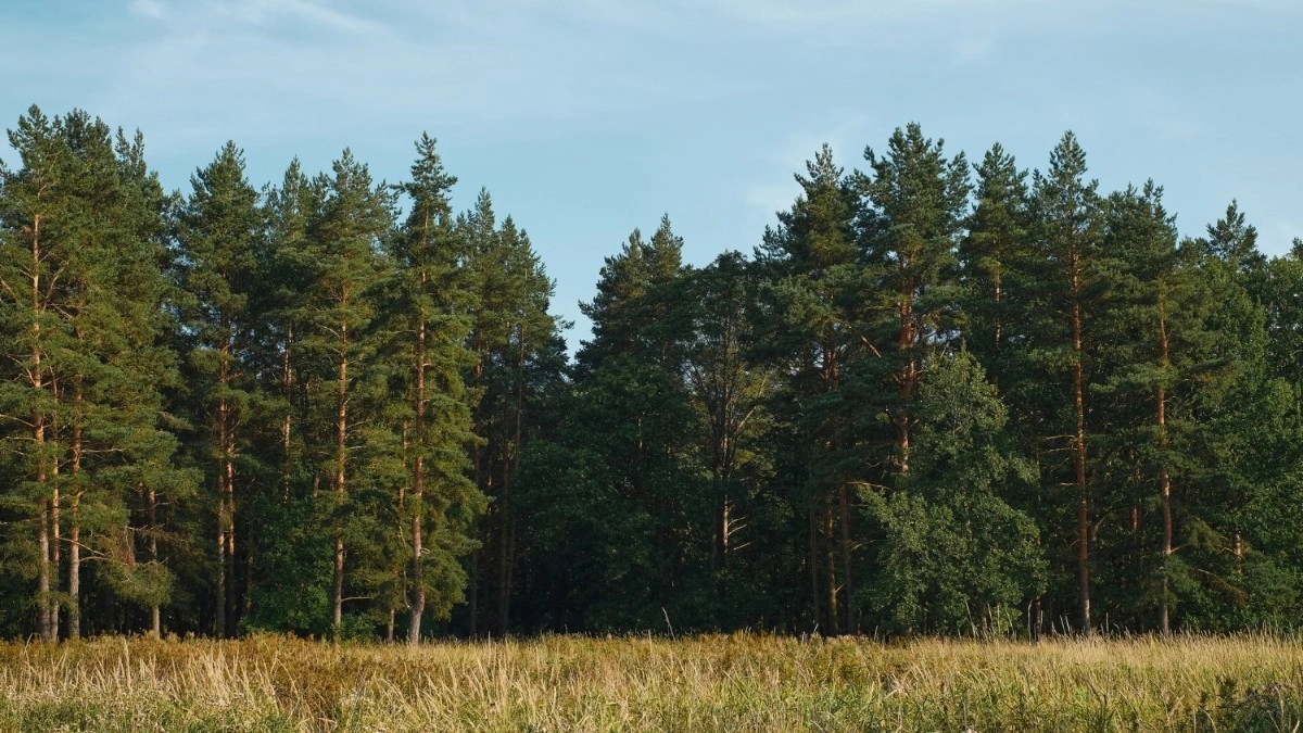 Во Владимирской области кампания по лесопосадке охватит 3,2 тысячи гектаров