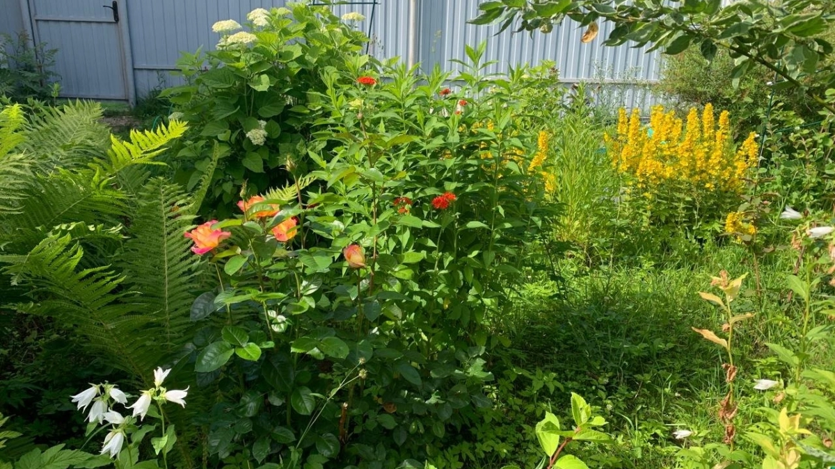 Флоксы будут цвести роскошнее и дольше. Возможно, раньше этого не знали