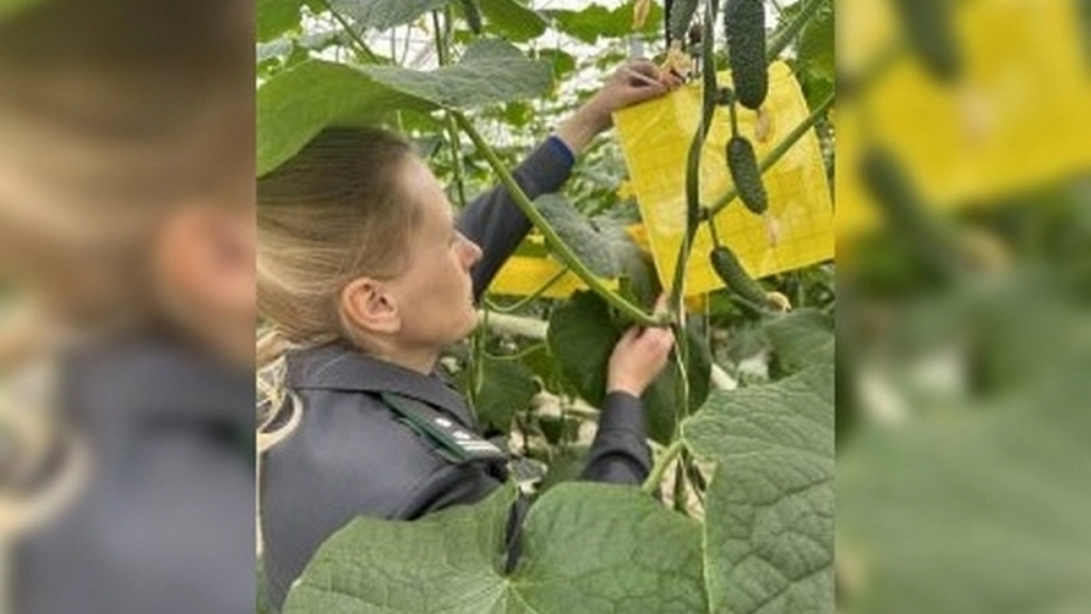 Во владимирских тепличных хозяйствах установили феромонные ловушки