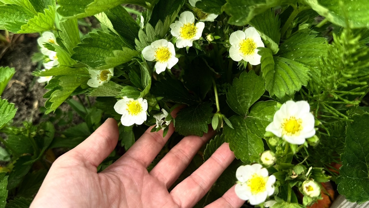 Хотите крупную и сладкую клубнику? 3 обязательных действия в период наливания ягод