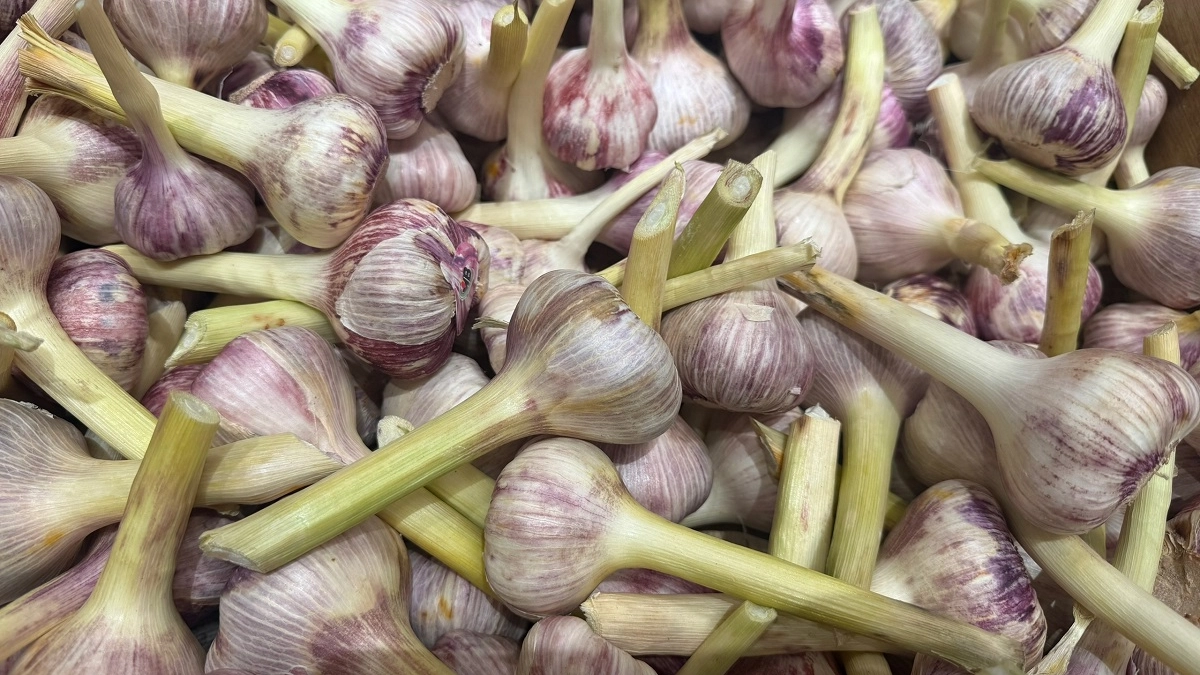 На какую грядку не стоит сажать озимый чеснок, если не хотите получить скудный урожай