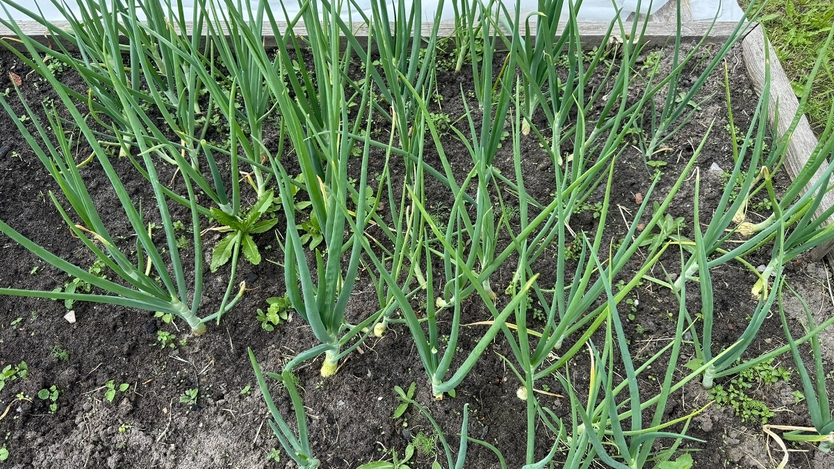 Холодоустойчивый сорт лука «Сеттон» - 6 кг с метра: находка для нашего климата