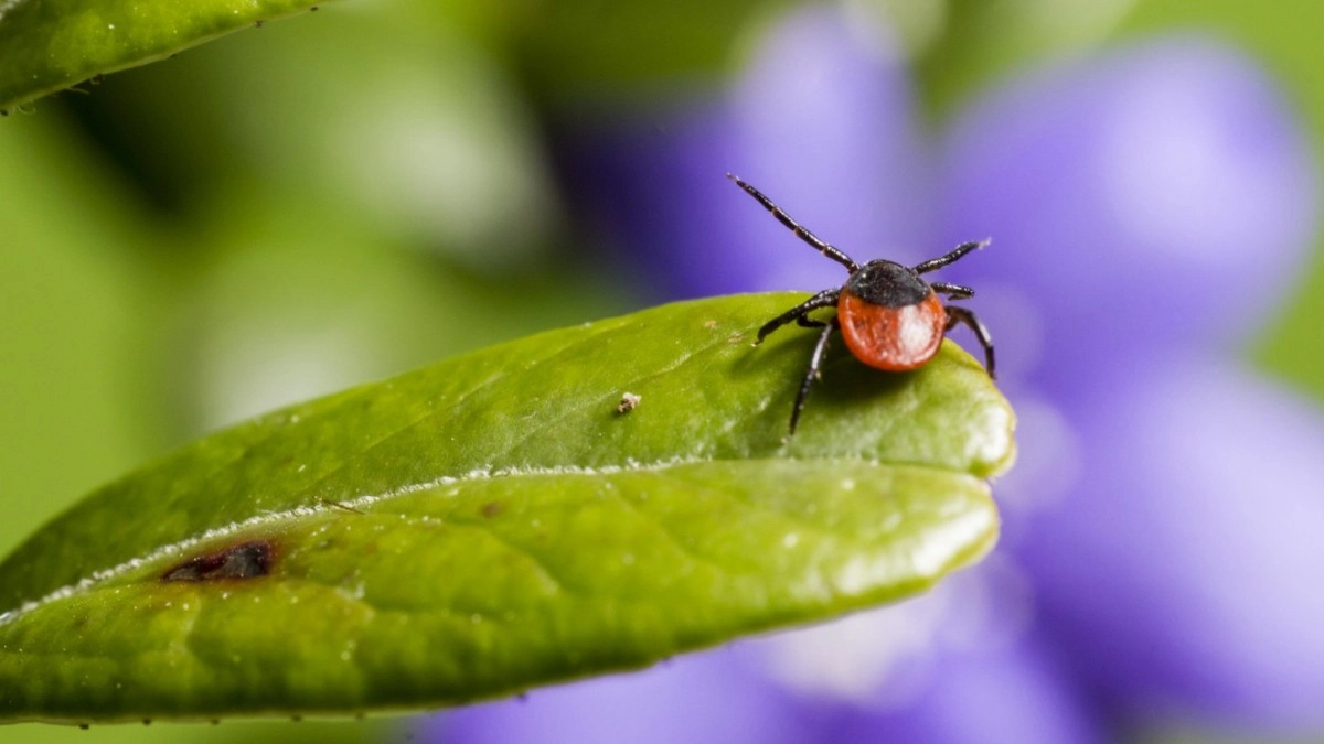 За неделю от укусов клещей в 33-м регионе пострадали 24 человека