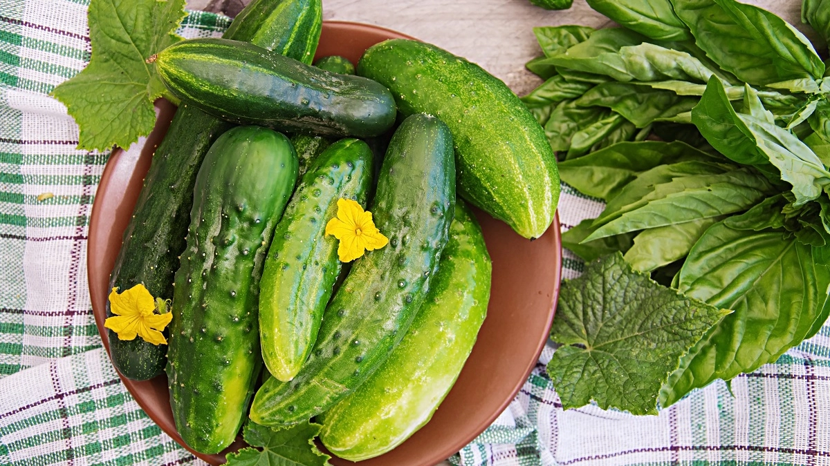 Закусочные огурцы готовлю чаще, чем малосольные огурчики: главное — быстро