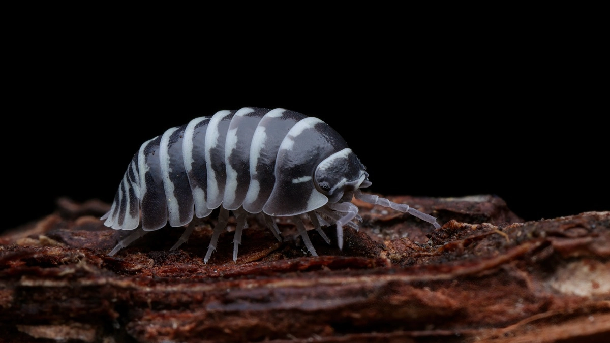 Как избавиться от чешуйниц в квартире: первые действия, 4 способа избавления и профилактика