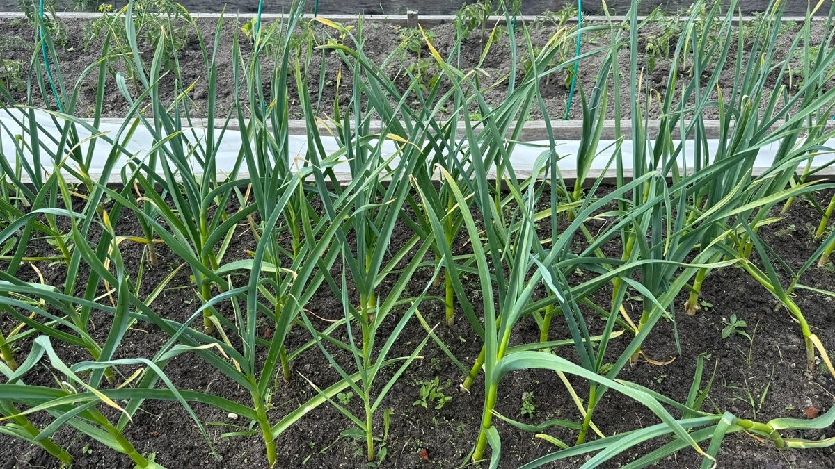 Лук и чеснок не взошли? Агроном объяснил, почему рано паниковать