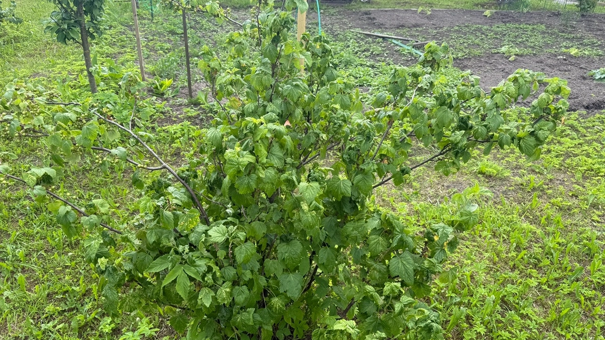 Ранний «завтрак» для чёрной смородины: агроном назвал точные сроки первой подкормки