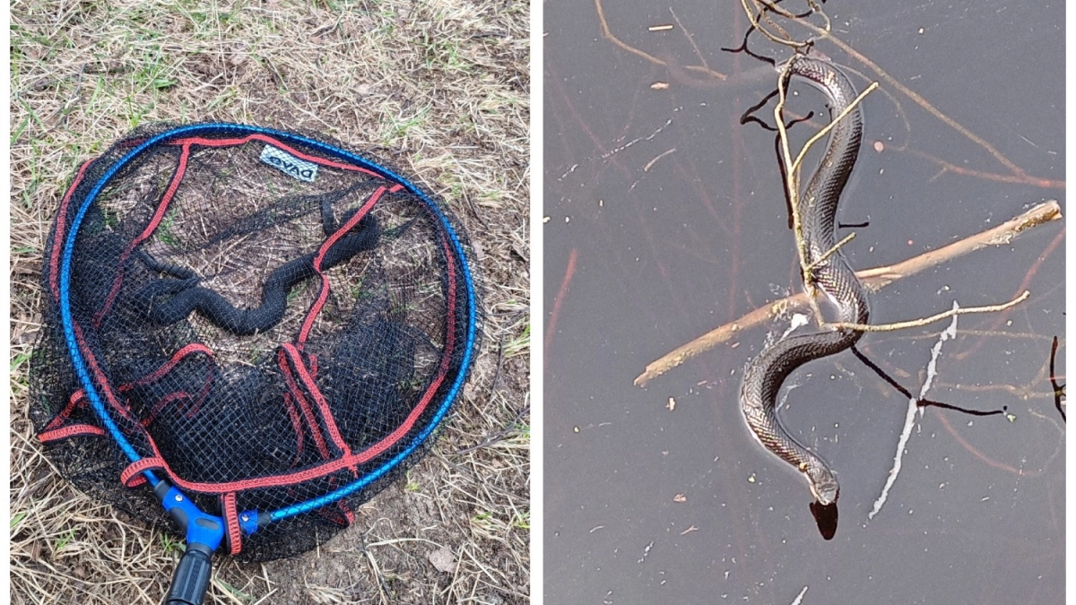Жители Владимирской области запечатлели первых пробудившихся змей